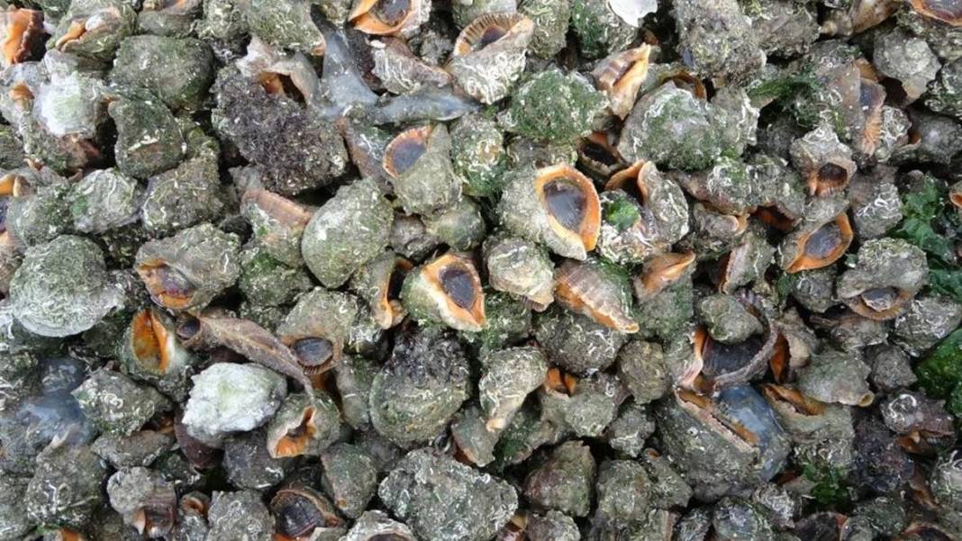 Karadeniz'de yetiştiriliyor, Avrupa ve Uzak Doğu'ya tonlarca satılıyor! Bölge halkının en büyük gelir kapısı 13